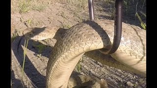 Large Lethbridge Rattlesnake [upl. by Duahsar]