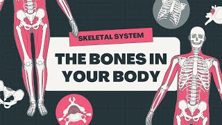 Human skeletal system [upl. by Anoniw]