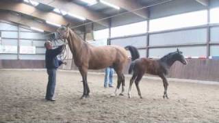 Holsteiner Filly 2010 by Stallion Caretino [upl. by Eceinal]