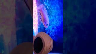 Cichlid Tank Setup India cichlid indianfish fishtank anime remix animeedit sortsfeed [upl. by Sarine819]