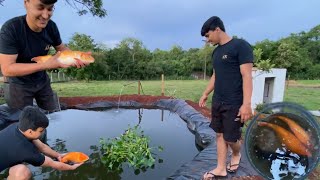 CARPAS COLORIDAS GIGANTE  FAZENDO SOLTURA NO MEU LAGO  E PLANTA AQUÁTICA  vidanaroça fishing [upl. by Keene986]