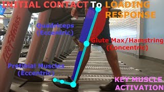 THE PHASES OF WALKING GAIT CYCLE BREAKDOWN [upl. by Nilok43]