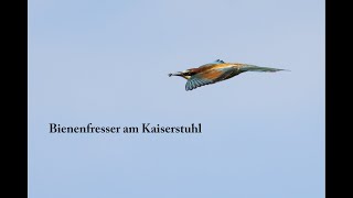 Bienenfresser am Kaiserstuhl 4K [upl. by Burdett]