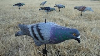 Best Pigeon Decoys Ever the SNM Rock Full Body [upl. by Idell]