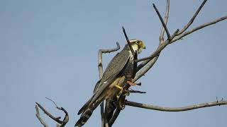 Aplomado Falcon Falco femoralis [upl. by Yennaiv]