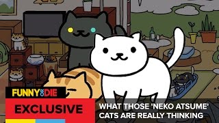 What Those Neko Atsume Cats Are Really Thinking [upl. by Caryn]