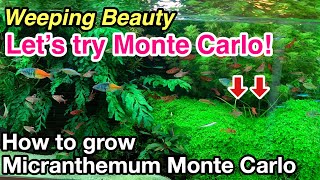 How to plant and grow Micranthemum Monte Carlo in your planted aquariumLets try carpeting plants [upl. by Silas]