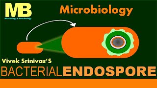 BACTERIAL ENDOSPORE  Microbiology  Vivek Srinivas  Bacteriology [upl. by Mcevoy]