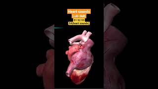 Heart Sounds and Heart Murmurs3D Animationcardiovascular [upl. by Janene]