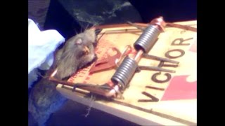 How to Use Rat Trap to Get Rid of Voles [upl. by Lemmor]