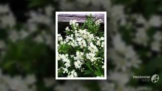 Deutzia  garden plants [upl. by Ami]