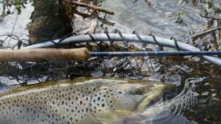 Trophy Trout Fishing in Tennessee [upl. by Acire525]