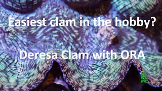 Possibly the quotEASIESTquot clam that you can keep in this hobby Derasa Clams with ORA [upl. by Artapoelc]