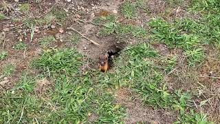 Long Tailed Weasel at Point Cabrillo [upl. by Ereveneug82]