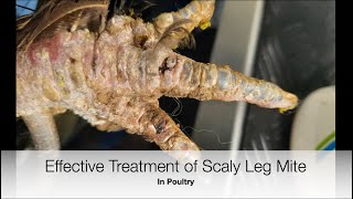 How to Treat Scaly Leg Mite on Poultry  Sez the Vet [upl. by Laekcim908]