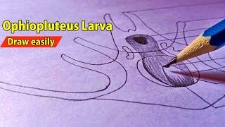 Ophiopluteus larva  How to Draw Ophiopluteus larva Diagram  Larval Forms In Echinodermata [upl. by Iren]