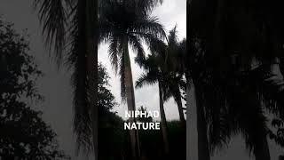 NIPHAD NATURE shortvideo nature [upl. by Campman]