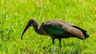 Birding Uganda  Hadada Ibis Feeding [upl. by Lapointe]