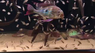 Geophagus winemilleri 80 days fry [upl. by Warring]