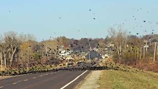 Lots of Blackbirds [upl. by Alakim]