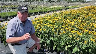 Our BEST Blackeyed Susans Rudbeckia  4 Superb Selections To Enjoy amp Perhaps Sing About 😉👏🎶 [upl. by Topping23]