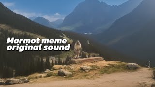 marmot scream  original sound from marmot meme [upl. by Naux]