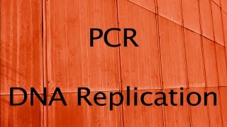 PCR and DNA Replication [upl. by Liuka]