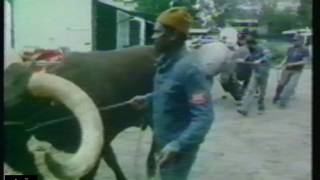 Circus KNIE 1979  TV docu 1 [upl. by Onahpets]