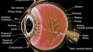 Histology of Eye mbbshistology [upl. by Calmas]