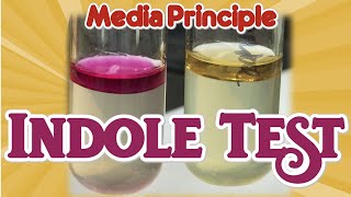 Indole Test Principle II Biochemical test II Microbiology Media II Practical [upl. by Ursula]