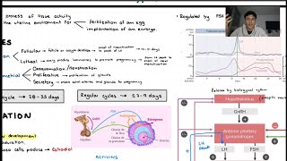 CICLO MENSTRUAL 🩸🩸  COMPLETO Y FÁCIL [upl. by Ahsel]