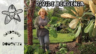 Dividing Bergenia with amp without Roots  Elephant Ears Pigsqueak [upl. by Helgeson]