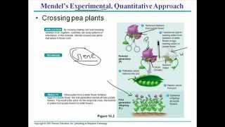 Mendelian genetics 1 [upl. by Oretos]