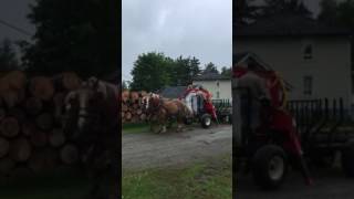 Chargeuse a bois pour les chevaux [upl. by Payne]