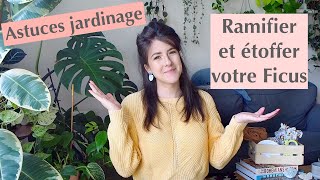 Comment ramifier son ficus  Mes astuces jardinage [upl. by Nohs]