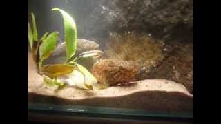 Chinese sleeper Perccottus glenii spawning [upl. by Keifer]