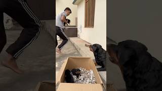 Rottweiler ke puppies le kr bhag gya 😂mother reaction 🥰rottweiler puppy motherlove [upl. by Silenay323]