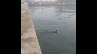 Successful cormorant lightning dives into schools of fish fishingtechniques seabirds [upl. by Akinehc]