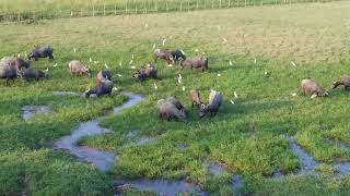 Water Buffalosnear BogibilDibrugarh [upl. by Jewell]