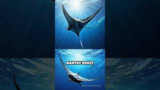 Manta Ray vs Mobula Ray Ocean Clash [upl. by Kenward235]