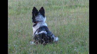 Rhosyn Ivy Part 2 July 2024 Youtube bcworkingdogs SOLD [upl. by Merrielle762]