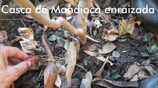 Mandioca enraizada pela casca  Aipim macaxeira [upl. by Curzon]