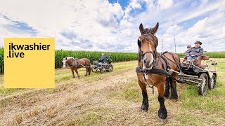 Tweedaagse Brabantse fokkers door Brabantse kouters met trekpaarden van De VlaamsBrabantse Kwekers [upl. by Llerrah]