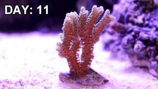 Birds Nest Coral Under LED Aquarium Light Time Lapse [upl. by Anrahc]