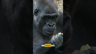 THIS Gorilla Protects Boy Before Tragic Death [upl. by Burkley]