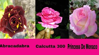 Rose Varieties Abracadabra Calcutta 300 Princess De Monaco by Garden Gyan [upl. by Nairam]