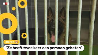 Politie neemt steeds meer bijtende honden in beslag [upl. by Ainevul]