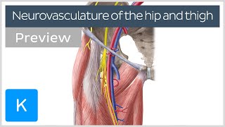 Hip and thigh Arteries veins and nerves preview  Human Anatomy  Kenhub [upl. by Eugeniusz]