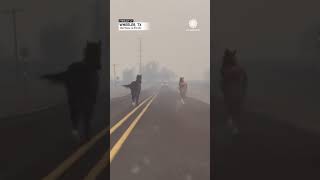 Horses Run From Firefighters Drive Through Texas Fires [upl. by Erminna]