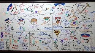 Cell mediated immunity Lecture 13 Module 309 [upl. by Nere]